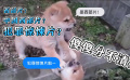 【老鸟随意侃】西部片？犯罪片？傻傻分不清楚