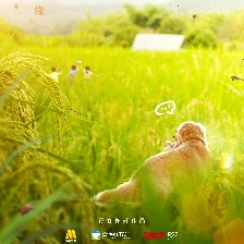 我和萌犬的夏天