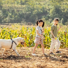 我和萌犬的夏天