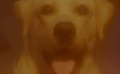 导盲犬遭遇无良狗贩险被吃
