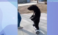 給動物演員當“導演”是什么體驗？探訪影視動物指導周福鴻