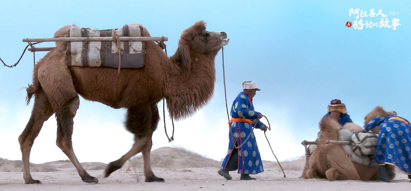 纪录片《阿拉善人与骆驼的故事》讲述传奇故事(图4)