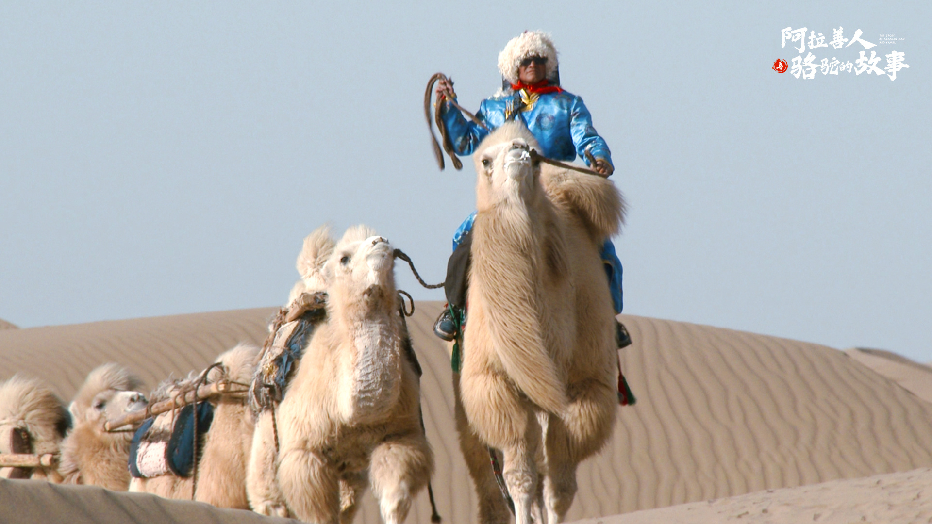 纪录片《阿拉善人与骆驼的故事》讲述传奇故事(图6)
