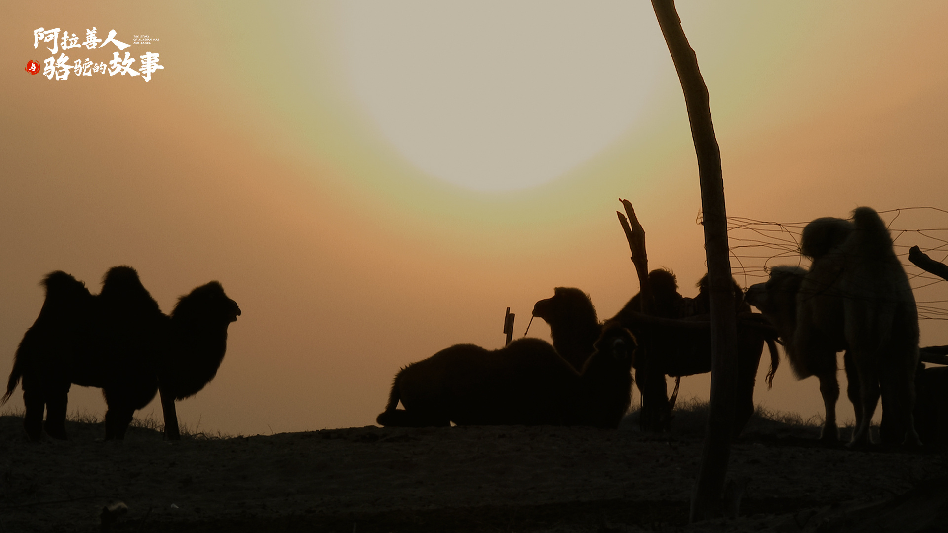 纪录片《阿拉善人与骆驼的故事》讲述传奇故事(图5)