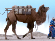 纪录片《阿拉善人与骆驼的故事》讲述传奇故事