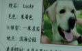 導(dǎo)盲犬被偷慘遭虐待  女主人心靈感應(yīng)尋愛(ài)犬