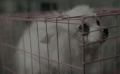 《灵犬奇缘》01：导盲犬有多聪明？照顾主人堪比暖心男友