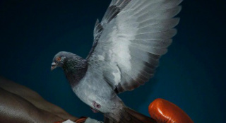 《鋼鐵邁克》發(fā)布海報 根據(jù)拳王泰森人生經(jīng)歷改編