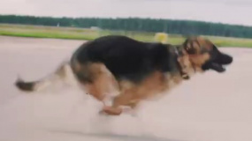 《忠犬帕爾瑪》8月26日上映 狗狗的真心不怕風吹日曬