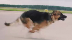 《忠犬帕尔玛》8月26日上映 狗狗的真心不怕风吹日晒