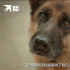 真狗真事真感情！《忠犬帕爾瑪》上映 溫暖治愈