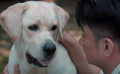 主人昏迷，爱犬被训练基地的人带走
