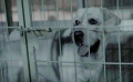 导盲犬打开笼子，从狗贩子窝点里逃出去