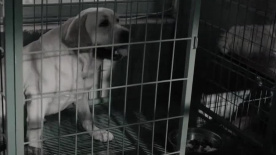 导盲犬被锁在笼子里，不愿吃饭