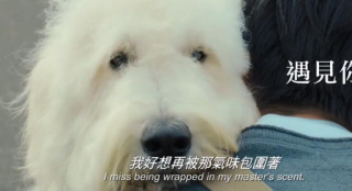 田中圭主演狗狗电影 《嗷呜》发布中文版预告片