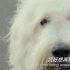 田中圭主演狗狗电影 《嗷呜》发布中文版预告片