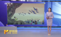 上影节“国际直通车”再出发 4K修复版《天书奇谭》亮相爱尔兰