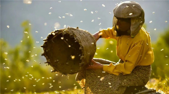 佳片有约|《蜂蜜之地》：历时三年拍摄的纪录电影