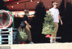 当地时间11月27日，美国加州韦斯特伍德，“小丑女”玛格特·罗比和她的丈夫汤姆·阿克雷沉浸在节日的气氛中，他们去买了两棵圣诞树。