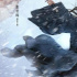 也许轩辕敬城可以救恶评如潮的《雪中悍刀行》