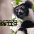紀(jì)錄片《動物打工仔》：揭秘動物世界里的神奇工種