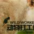 《動物打工仔》如何變身地表最強“大胃王”？！