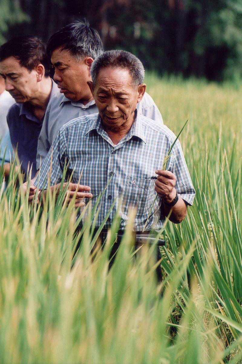 文化之約中國飯碗中國糧紀錄電影大國糧倉帶我們瞭解中國糧食安全