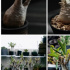 年轻人炒绿植，10万块钱一盆块根植物