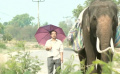 《大笨象》：人與象的公路之旅
