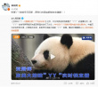 黄晓明、李宇春等为熊猫丫丫发声：国宝早日回家