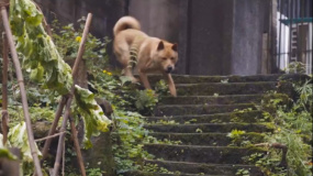 《忠犬八公》發(fā)布定檔預(yù)告 小狗八筒逐漸被陳家接納