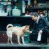 电影《忠犬八公》定档3.31 经典故事注入中国味儿