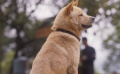 中國版《忠犬八公》定檔3月31日 軟萌八筒初來乍到
