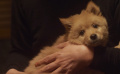 《忠犬八公》定檔3月31日 主演是中華田園犬