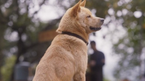 中國(guó)版《忠犬八公》定檔3月31日 軟萌八筒初來(lái)乍到