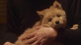 《忠犬八公》定檔3月31日 主演是中華田園犬