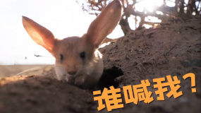 《荒原》发布新特辑 拍摄过程中偶遇小动物