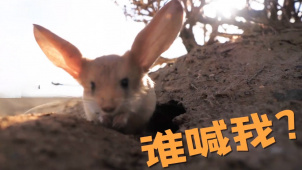 《荒原》发布新特辑 拍摄过程中偶遇小动物
