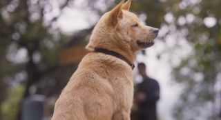 中國版《忠犬八公》定檔3月31日 軟萌八筒初來乍到