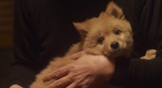 《忠犬八公》定檔3月31日 主演是中華田園犬