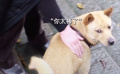《忠犬八公》的“八筒”是從菜市場(chǎng)買(mǎi)來(lái)的 狗狗只想回應(yīng)世界的善意
