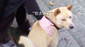《忠犬八公》的“八筒”是從菜市場(chǎng)買(mǎi)來(lái)的 狗狗只想回應(yīng)世界的善意