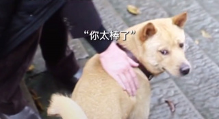 《忠犬八公》的“八筒”是從菜市場買來的 狗狗只想回應(yīng)世界的善意