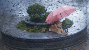 《忠犬八公》發(fā)布預(yù)告 中華田園犬陪伴陳家人