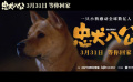 #忠犬八公狗狗的爱都在陪伴里#
