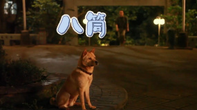 電影《忠犬八公》發(fā)布特輯 狗狗超會(huì)演