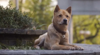 《忠犬八公》发布“不舍离别”版预告 3月31日走进影院