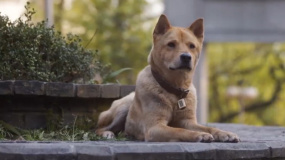 《忠犬八公》發(fā)布“不舍離別”版預(yù)告 3月31日走進(jìn)影院