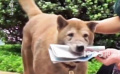 《忠犬八公》：你見過的十歲的小狗是什么樣的？