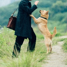 忠犬八公